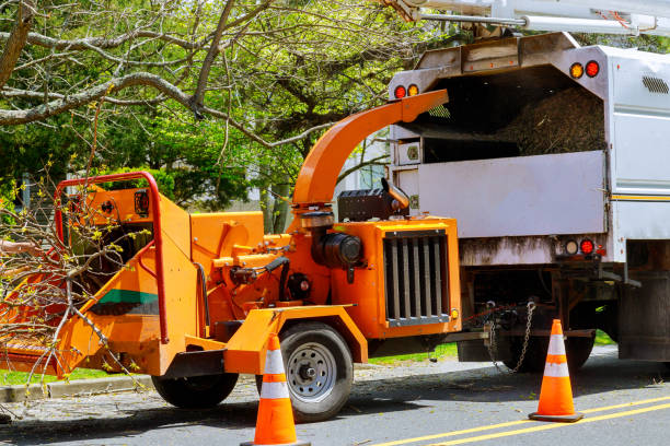 How Our Tree Care Process Works  in Gate City, VA